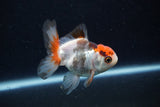 Juvenile Thai Oranda  Tricolor 3.5 Inch (ID#1126To13b-69) Free2Day SHIPPING