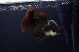 Short Body Thai Oranda  Panda 4 Inch (ID#0110T14b-105) Free2Day SHIPPING