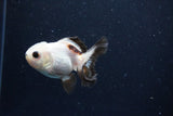 Juvenile Thai Oranda  Panda 3 Inch (ID#1126To13b-70) Free2Day SHIPPING