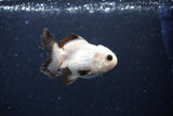 Juvenile Thai Oranda  Panda 3 Inch (ID#1126To13b-70) Free2Day SHIPPING