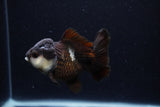 Short Body Thai Oranda  Panda 4 Inch (ID#0110T14b-105) Free2Day SHIPPING