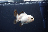 Juvenile Thai Oranda  Panda 3 Inch (ID#1126To13b-70) Free2Day SHIPPING