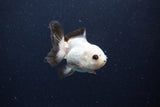 Juvenile Thai Oranda  Panda 3 Inch (ID#1126To13b-70) Free2Day SHIPPING