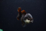 Short Body Thai Oranda  Panda 4 Inch (ID#0110T14b-105) Free2Day SHIPPING