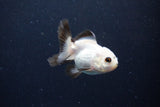 Juvenile Thai Oranda  Panda 3 Inch (ID#1126To13b-70) Free2Day SHIPPING