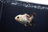 Juvenile Thai Oranda  Panda 3 Inch (ID#1126To13b-70) Free2Day SHIPPING