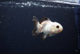 Juvenile Thai Oranda  Panda 3 Inch (ID#1126To13b-70) Free2Day SHIPPING