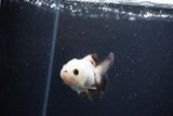 Juvenile Thai Oranda  Panda 3 Inch (ID#1126To13b-70) Free2Day SHIPPING