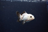 Juvenile Thai Oranda  Panda 3 Inch (ID#1126To13b-70) Free2Day SHIPPING