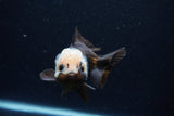 Short Body Thai Oranda  Panda 4 Inch (ID#0110T14b-106) Free2Day SHIPPING