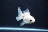 Juvenile Thai Oranda  White 3.5 Inch (ID#1126To13b-71) Free2Day SHIPPING