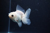 Juvenile Thai Oranda  White 3.5 Inch (ID#1126To13b-71) Free2Day SHIPPING