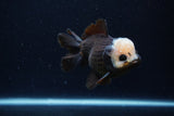 Short Body Thai Oranda  Panda 4 Inch (ID#0110T14b-106) Free2Day SHIPPING