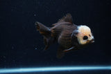 Short Body Thai Oranda  Panda 4 Inch (ID#0110T14b-106) Free2Day SHIPPING