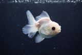 Juvenile Thai Oranda  White 3.5 Inch (ID#1126To13b-71) Free2Day SHIPPING