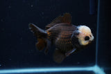 Short Body Thai Oranda  Panda 4 Inch (ID#0110T14b-106) Free2Day SHIPPING