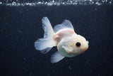 Juvenile Thai Oranda  White 3.5 Inch (ID#1126To13b-71) Free2Day SHIPPING