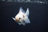 Juvenile Thai Oranda  White 3.5 Inch (ID#1126To13b-71) Free2Day SHIPPING