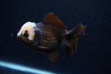 Short Body Thai Oranda  Panda 4 Inch (ID#0110T14b-106) Free2Day SHIPPING