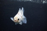 Juvenile Thai Oranda  White 3.5 Inch (ID#1126To13b-71) Free2Day SHIPPING