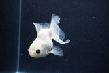 Juvenile Thai Oranda  White 3.5 Inch (ID#1126To13b-71) Free2Day SHIPPING