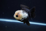 Short Body Thai Oranda  Panda 3.5 Inch (ID#0110T14b-107) Free2Day SHIPPING