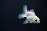 Juvenile Thai Oranda  White 3.5 Inch (ID#1126To13b-71) Free2Day SHIPPING