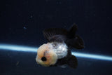 Short Body Thai Oranda  Panda 3.5 Inch (ID#0110T14b-107) Free2Day SHIPPING