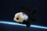 Short Body Thai Oranda  Panda 3.5 Inch (ID#0110T14b-107) Free2Day SHIPPING