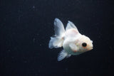 Juvenile Thai Oranda  White 3.5 Inch (ID#1126To13b-71) Free2Day SHIPPING