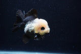 Short Body Thai Oranda  Panda 3.5 Inch (ID#0110T14b-107) Free2Day SHIPPING