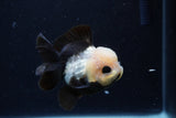 Short Body Thai Oranda  Panda 3.5 Inch (ID#0110T14b-107) Free2Day SHIPPING