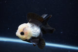 Short Body Thai Oranda  Panda 3.5 Inch (ID#0110T14b-107) Free2Day SHIPPING