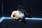 Short Body Thai Oranda  Panda 3.5 Inch (ID#0110T14b-107) Free2Day SHIPPING