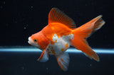 Ryukin Long Tail Red White 5 Inch (ID#321Ry8a-5) Free2Day SHIPPING