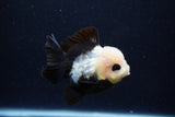 Short Body Thai Oranda  Panda 3.5 Inch (ID#0110T14b-107) Free2Day SHIPPING