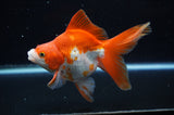 Ryukin Long Tail Red White 5 Inch (ID#321Ry8a-5) Free2Day SHIPPING