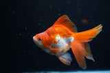Ryukin Long Tail Red White 5 Inch (ID#321Ry8a-5) Free2Day SHIPPING
