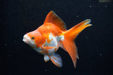 Ryukin Long Tail Red White 5 Inch (ID#321Ry8a-5) Free2Day SHIPPING