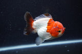 Short Body Thai Oranda  Tricolor 3.5 Inch (ID#0110T14b-108) Free2Day SHIPPING