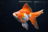 Ryukin Long Tail Red White 5 Inch (ID#321Ry8a-5) Free2Day SHIPPING