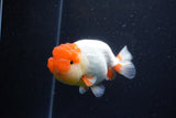 Lionchu  Red White 4.5 Inch (ID#1122R12a-91) Free2Day SHIPPING