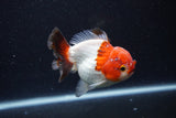 Short Body Thai Oranda  Tricolor 3.5 Inch (ID#0110T14b-108) Free2Day SHIPPING