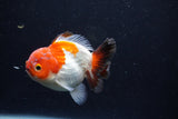 Short Body Thai Oranda  Tricolor 3.5 Inch (ID#0110T14b-108) Free2Day SHIPPING