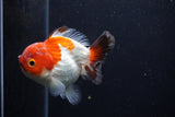 Short Body Thai Oranda  Tricolor 3.5 Inch (ID#0110T14b-108) Free2Day SHIPPING