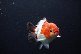 Short Body Thai Oranda  Tricolor 3.5 Inch (ID#0110T14b-108) Free2Day SHIPPING