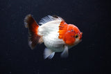 Short Body Thai Oranda  Tricolor 3.5 Inch (ID#0110T14b-108) Free2Day SHIPPING