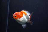 Short Body Thai Oranda  Tricolor 3.5 Inch (ID#0110T14b-108) Free2Day SHIPPING