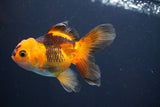 Thai Oranda  Red Black 4 Inch (ID#816To5a-49) Free2Day SHIPPING