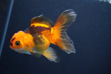 Thai Oranda  Red Black 4 Inch (ID#816To5a-49) Free2Day SHIPPING